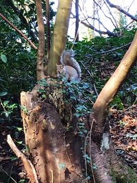 View of monkey on tree trunk
