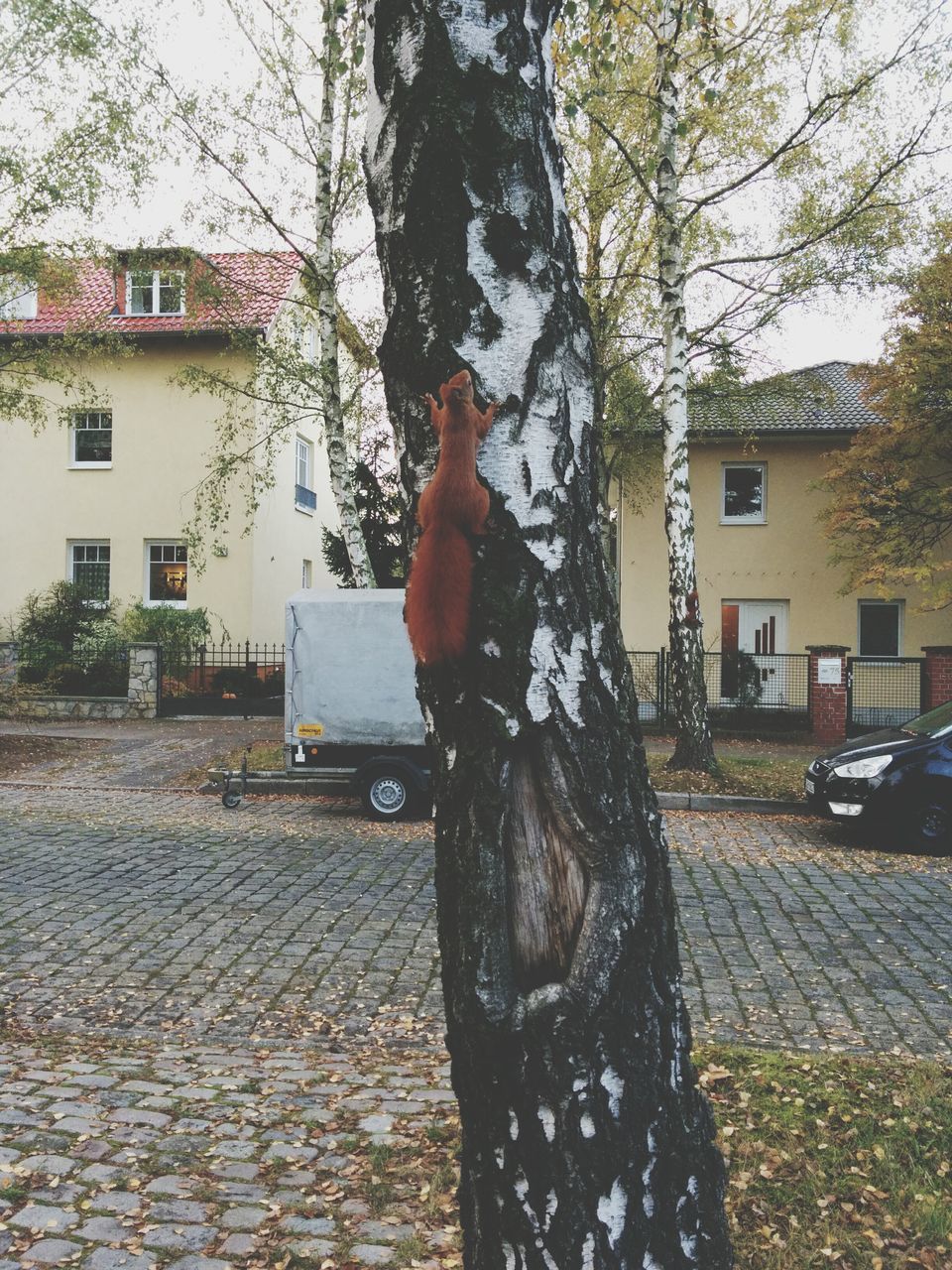 building exterior, architecture, built structure, tree, house, residential structure, residential building, city, statue, day, street, outdoors, bare tree, human representation, sculpture, tree trunk, building, sky, sunlight, no people