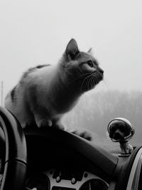 Cat on car against sky