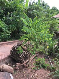 Trees and plants