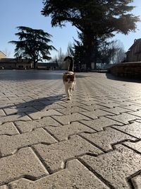 View of dog on footpath in city