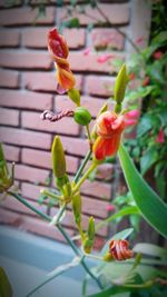 Close-up of flowers