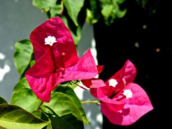 Close-up of pink flowers