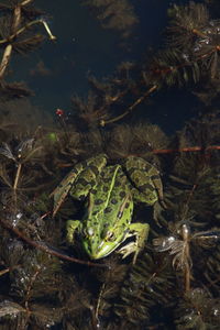 Close-up of frog in water