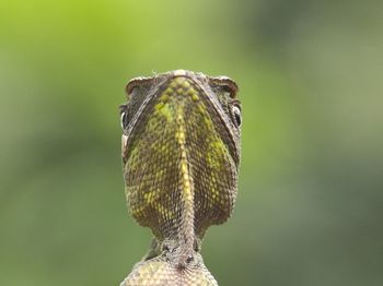 Head baby dragon forest