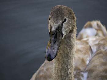 Close-up of swan in water