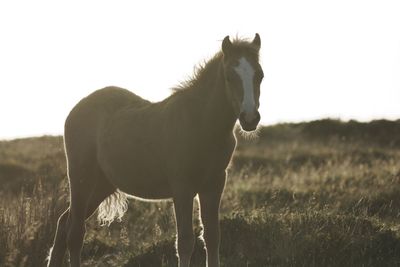 Horse standing on field