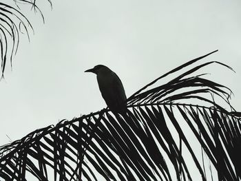 Low angle view of bird perching against clear sky