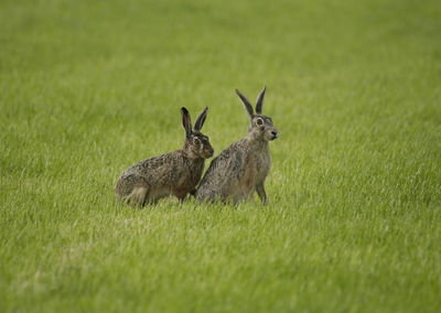 Hares on grassy field