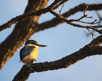 Low angle view of bird perching on tree against sky