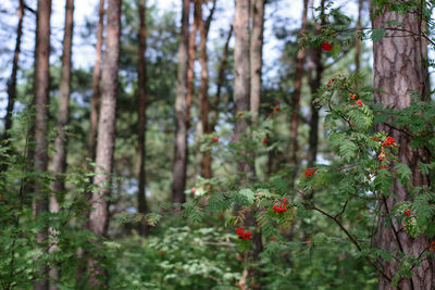 Red flowering trees in forest