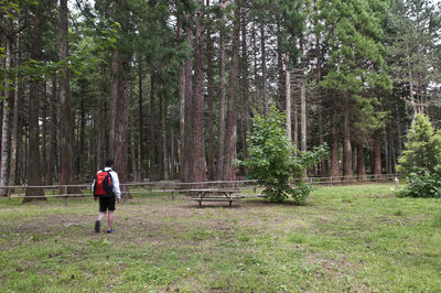 Rear view of man walking on field at forest