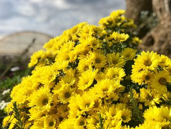 Close-up of yellow flowers