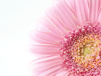 Close-up of pink daisy flower against white background