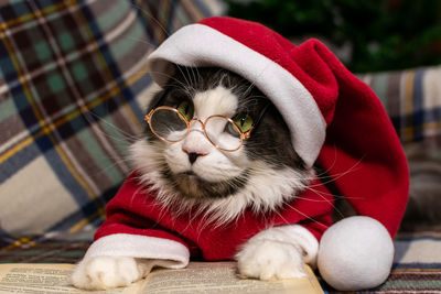 Adorable gray cat in a red christmas hat is reading a book. christmas concept