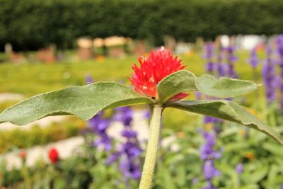 Close-up of red flower in park