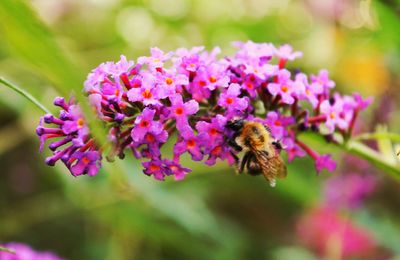 Close-up of bee on purple flowers