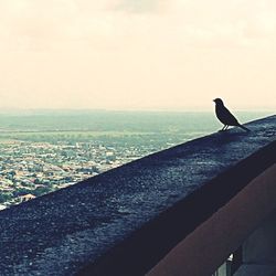 Close-up of birds