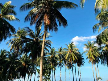 Low angle view of palm trees against sky