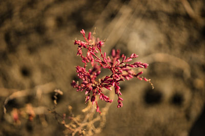 Close-up of red flowering plant