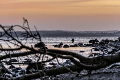 Fallen trees at beach against sky during sunset