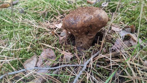 High angle view of mushrooms on field