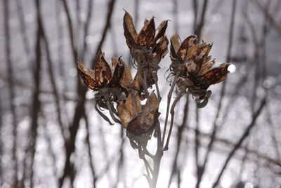 Close-up of dry plant during winter