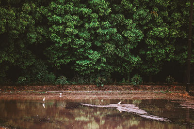 Scenic view of lake in forest