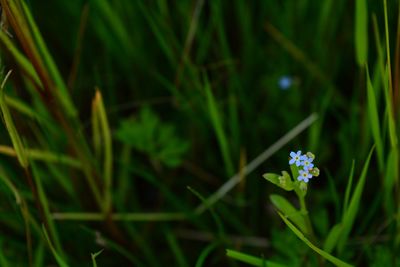 Close-up of purple flowering plant on field