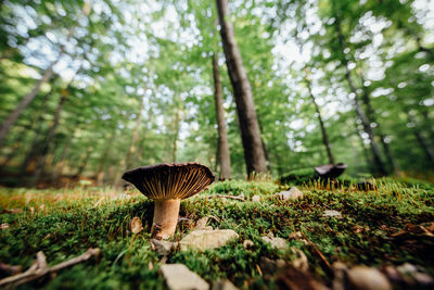 Mushroom growing on field