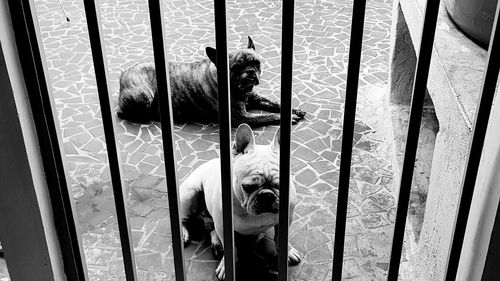 High angle view of dog in cage