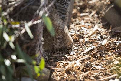 Close-up of mammal eating plant