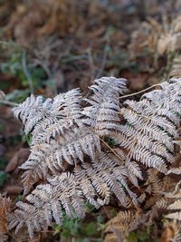 Close-up of pine tree during winter