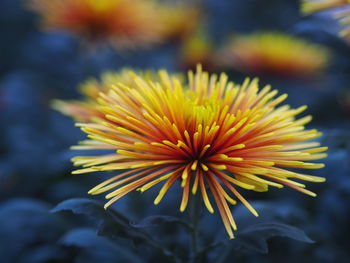 Close-up of yellow flower against blurred background