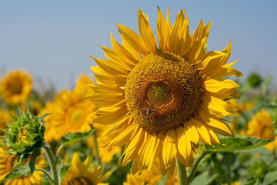 Close-up of yellow sunflower against sky