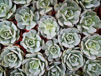 Full frame shot of succulent plant