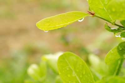 Close-up of water drops on green leaves on the nature