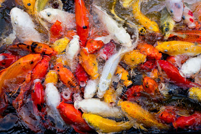 High angle view of koi carps swimming in sea