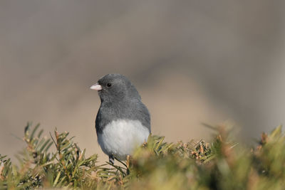 Close-up of bird perching on plant