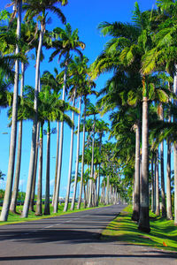 View of palm trees against blue sky