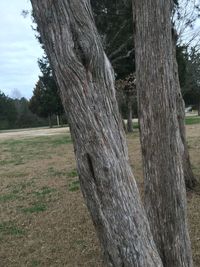 Trees on grassy field