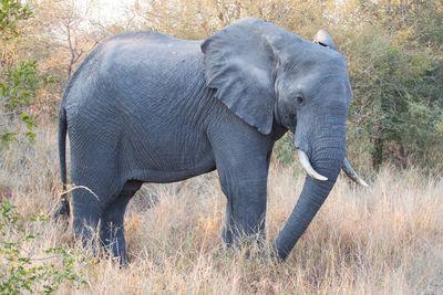 Side view of elephant in field