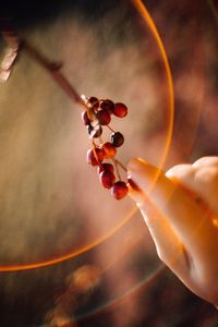 Close-up of hand holding berries