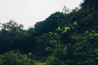 Trees and plants against clear sky