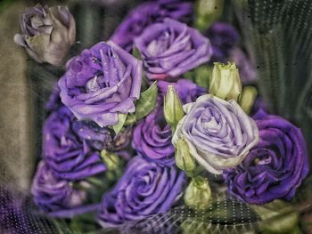 Close-up of purple flowers