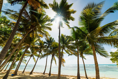 Palm trees on beach against sky