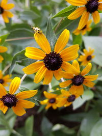 Close-up of honey bee pollinating on yellow flower