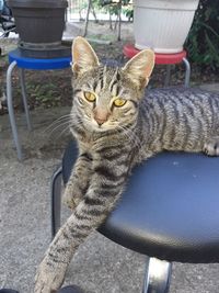 Portrait of a cat sitting on chair