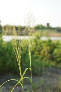 Close-up of crop growing on field