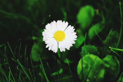 Close-up of white flowering plant